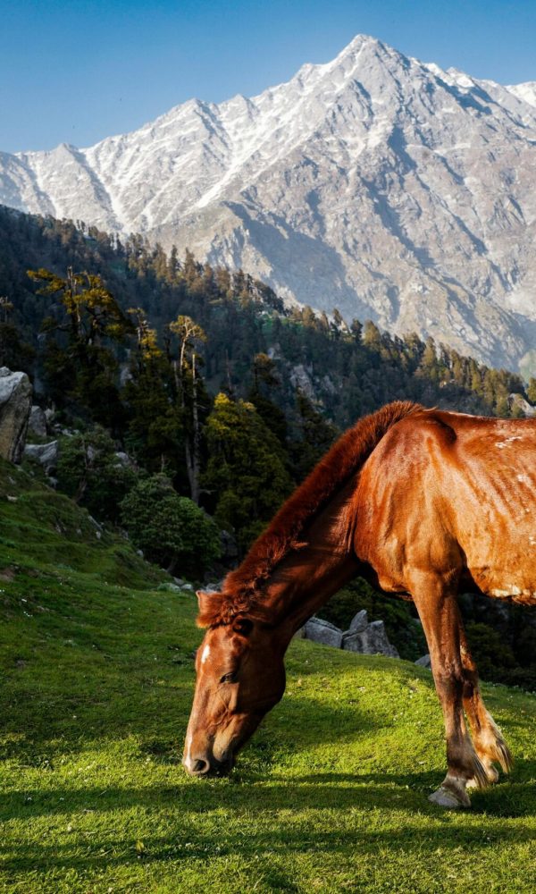 Triund Trek A beautiful brown horse grazing in the lush meadows of Shimla with the Himalayan mountains in the background.